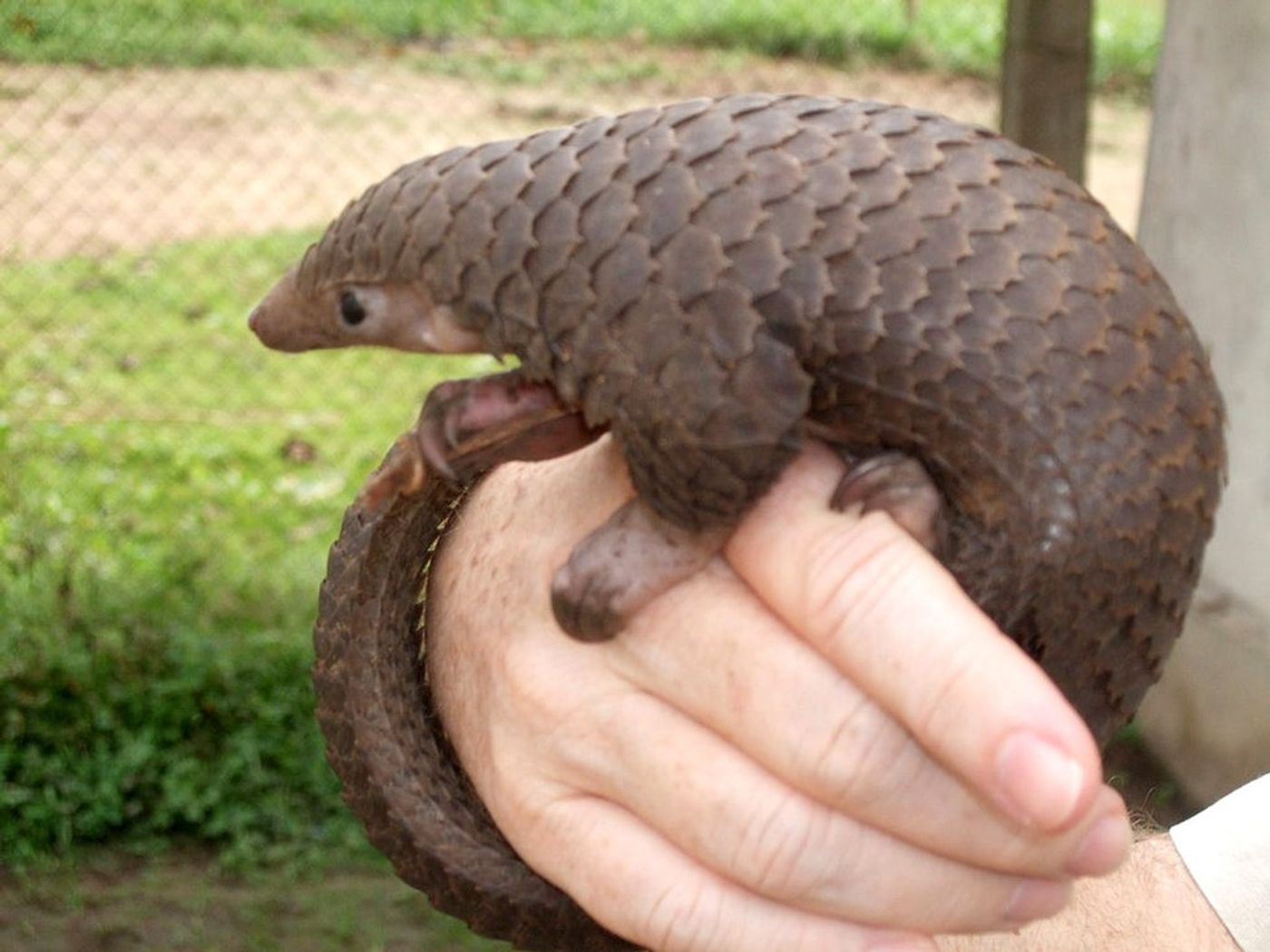 Tree pangolin (Manis tricuspis) in central Democratic Republic of the Congo. Photo by Valerius Tygart from Wikimedia Commons CC BY-SA 3.0.