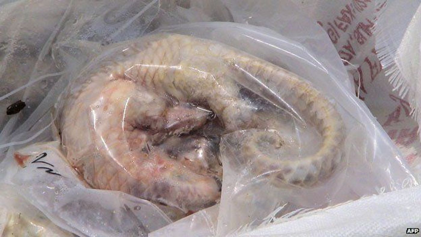 Pangolin meat can bring up to $250 a kilo
