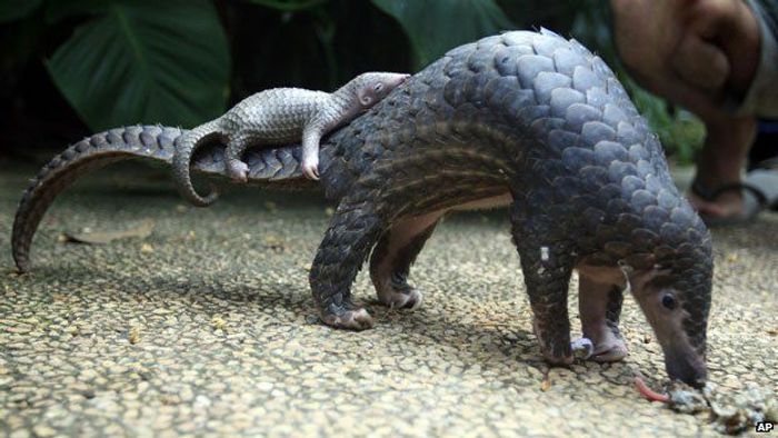 A mother and baby pangolin