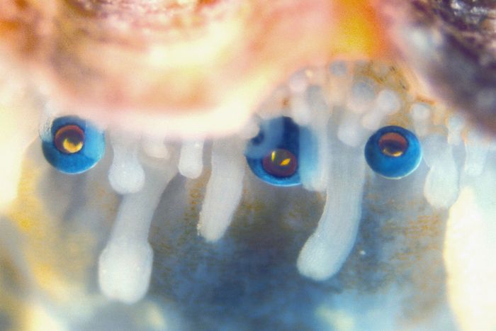 A close-up of the eyes of a scallop.