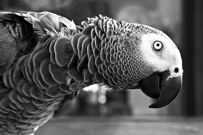 Parrots are probably much smarter than we give them credit for.
