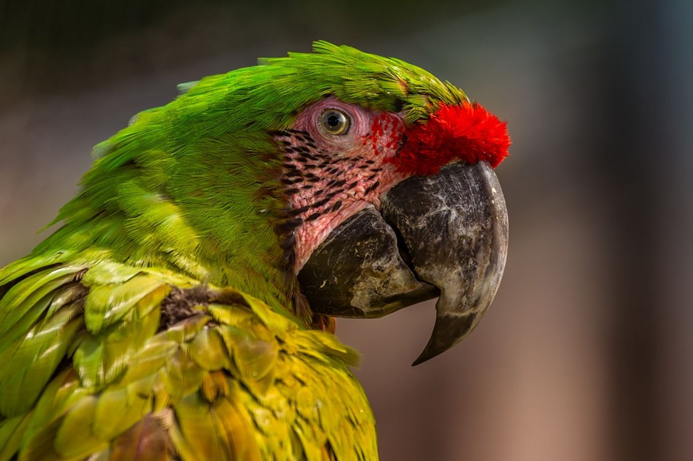 Parrots were just one of the bird groups analyzed in the study.