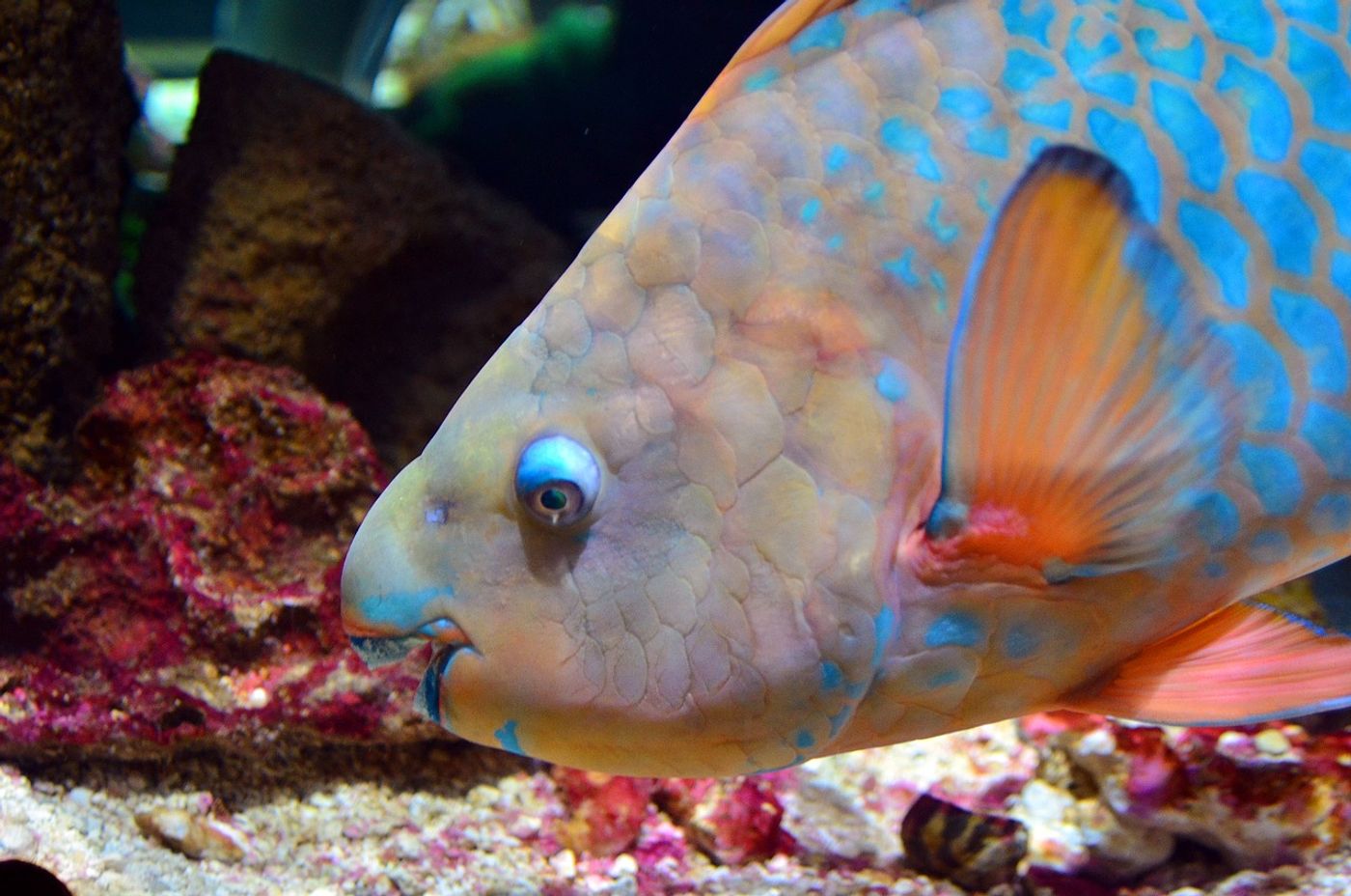 Parrotfish are an example of 'specialist' eaters, in that they choose to only eat specific things.