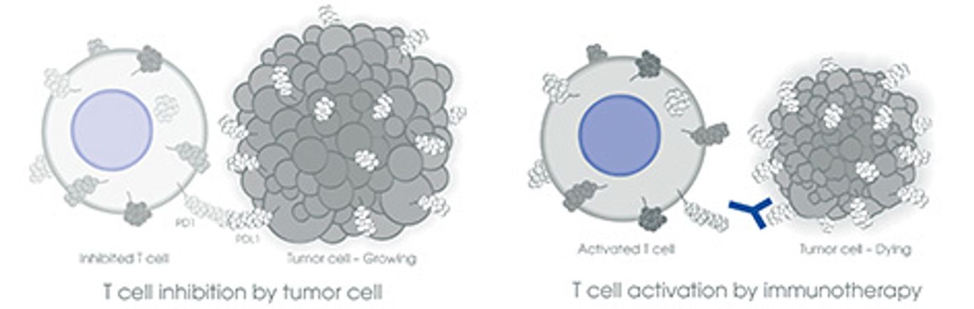 Using PD-1/PD-L1 against cancer in immunotherapy, Credit: abcam