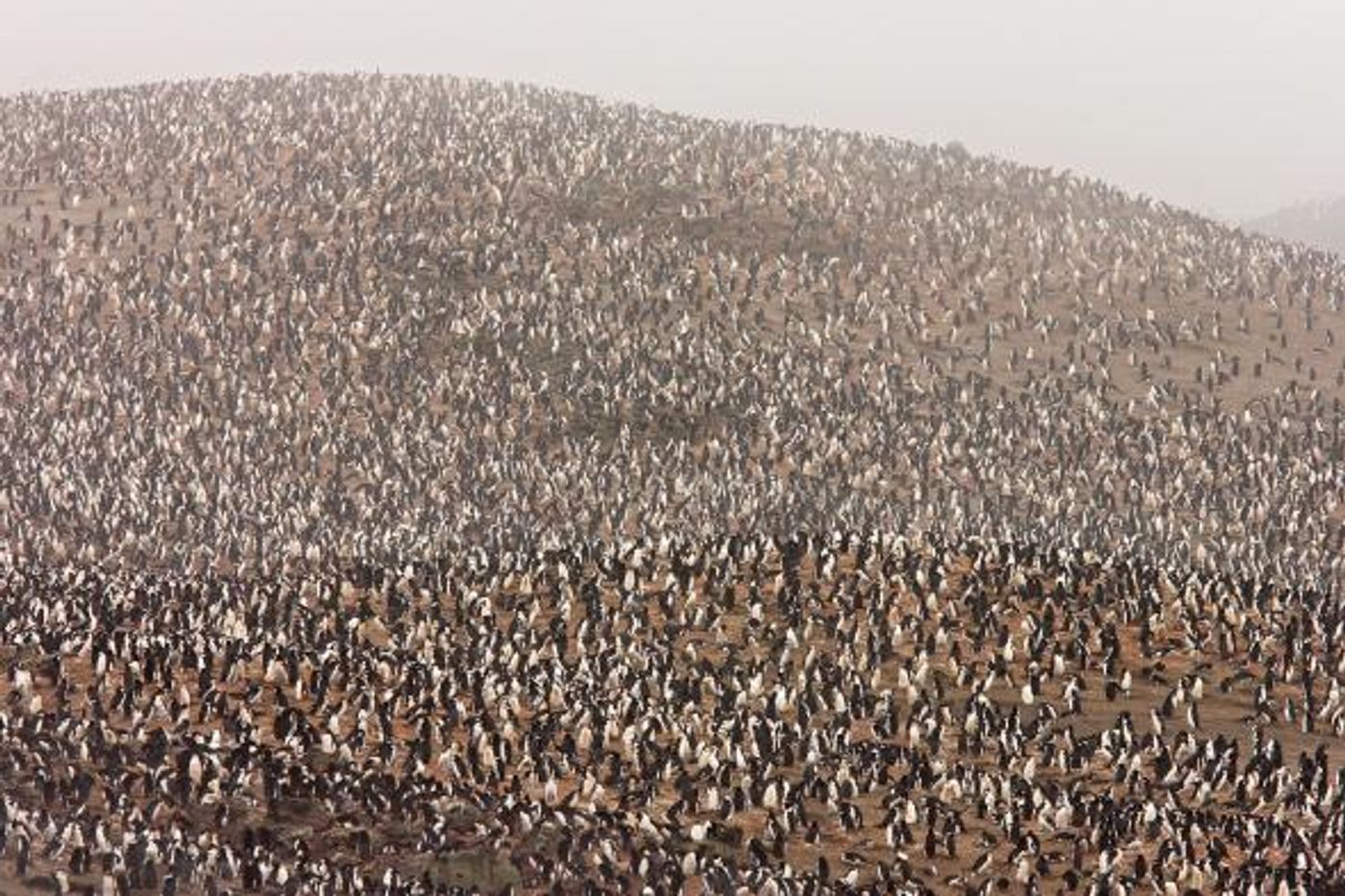 The chinstrap penguin colony on Zavodovski Island is one of the largest penguin colonies on Earth, shown here before the eruption. PHOTOGRAPH BY MARIA STENZEL, NATIONAL GEOGRAPHIC CREATIVE