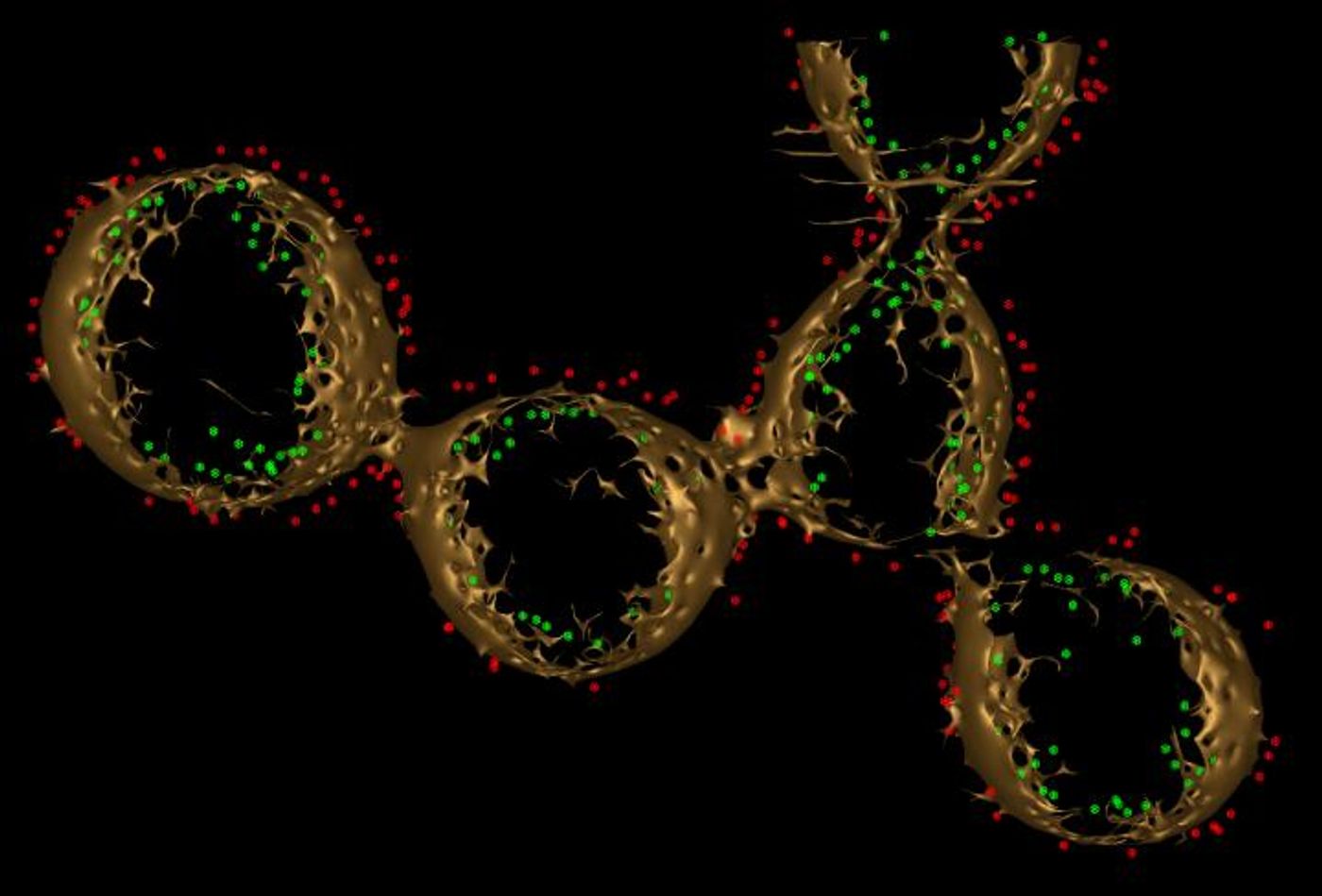  Scientist Moh El-Naggar studies bacteria that construct membrane wires to 'breathe' rock. This three-dimensional construct depicts a wire composed of spherical vesicles containing electron-transporting proteins (red and green). / Credit: Sahand Pirbadian of USC Dornsife and Poorna Subramanian of Caltech