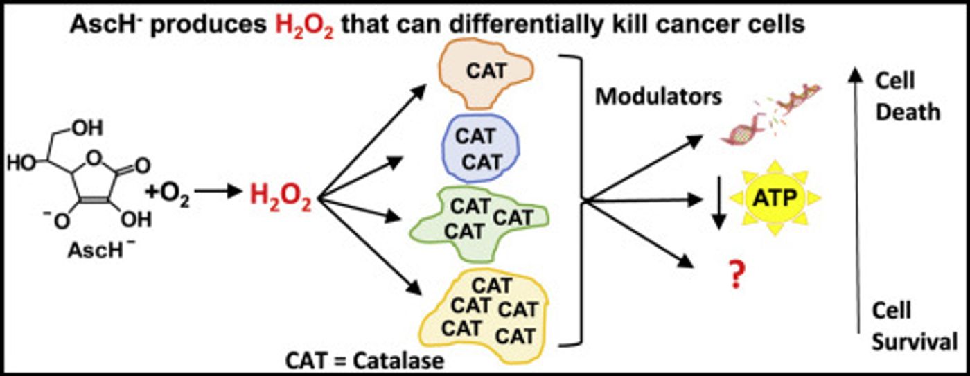 Credit: Redox Biology Doskey et al 2016