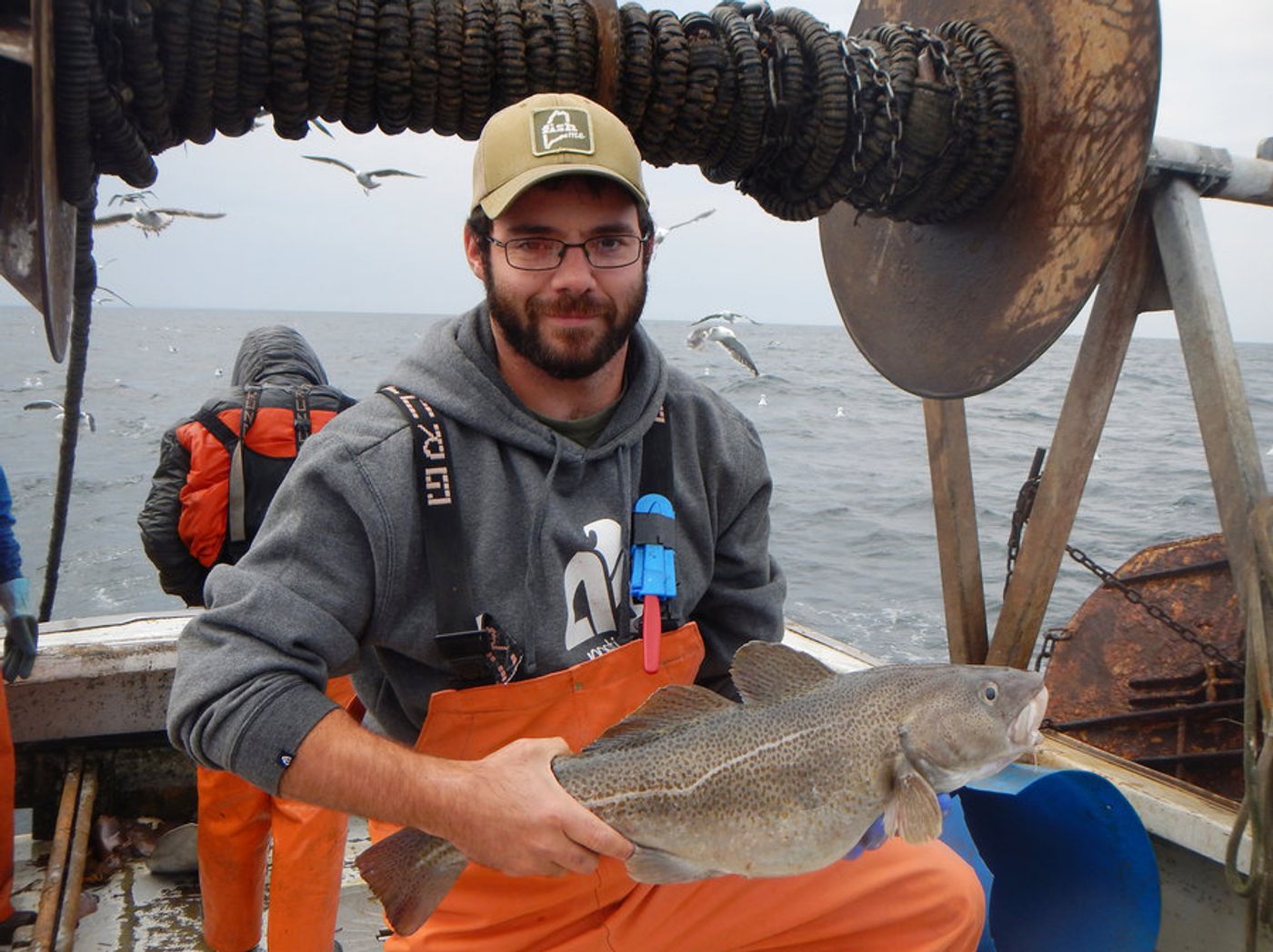 Cod populations are in peril because of warming waters. Photo: NPR
