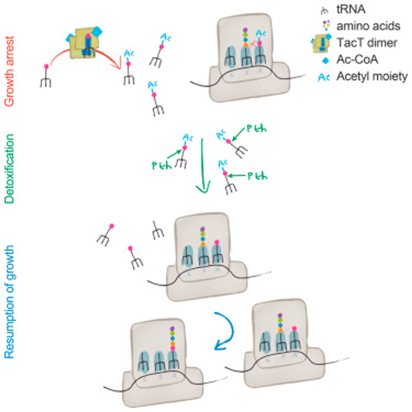 A Salmonella Toxin Promotes Persister Formation through Acetylation of tRNA / Molecular Cell 2016 Cheverton et al