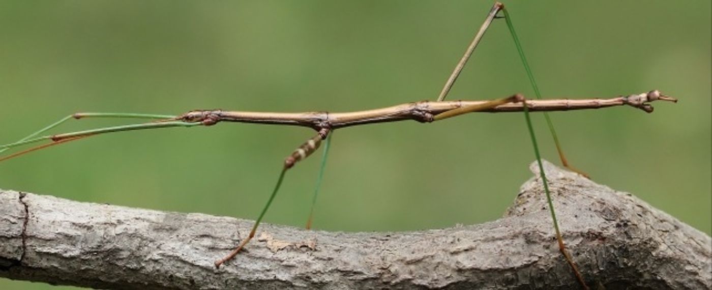Stick insects acquired bacterial genes.