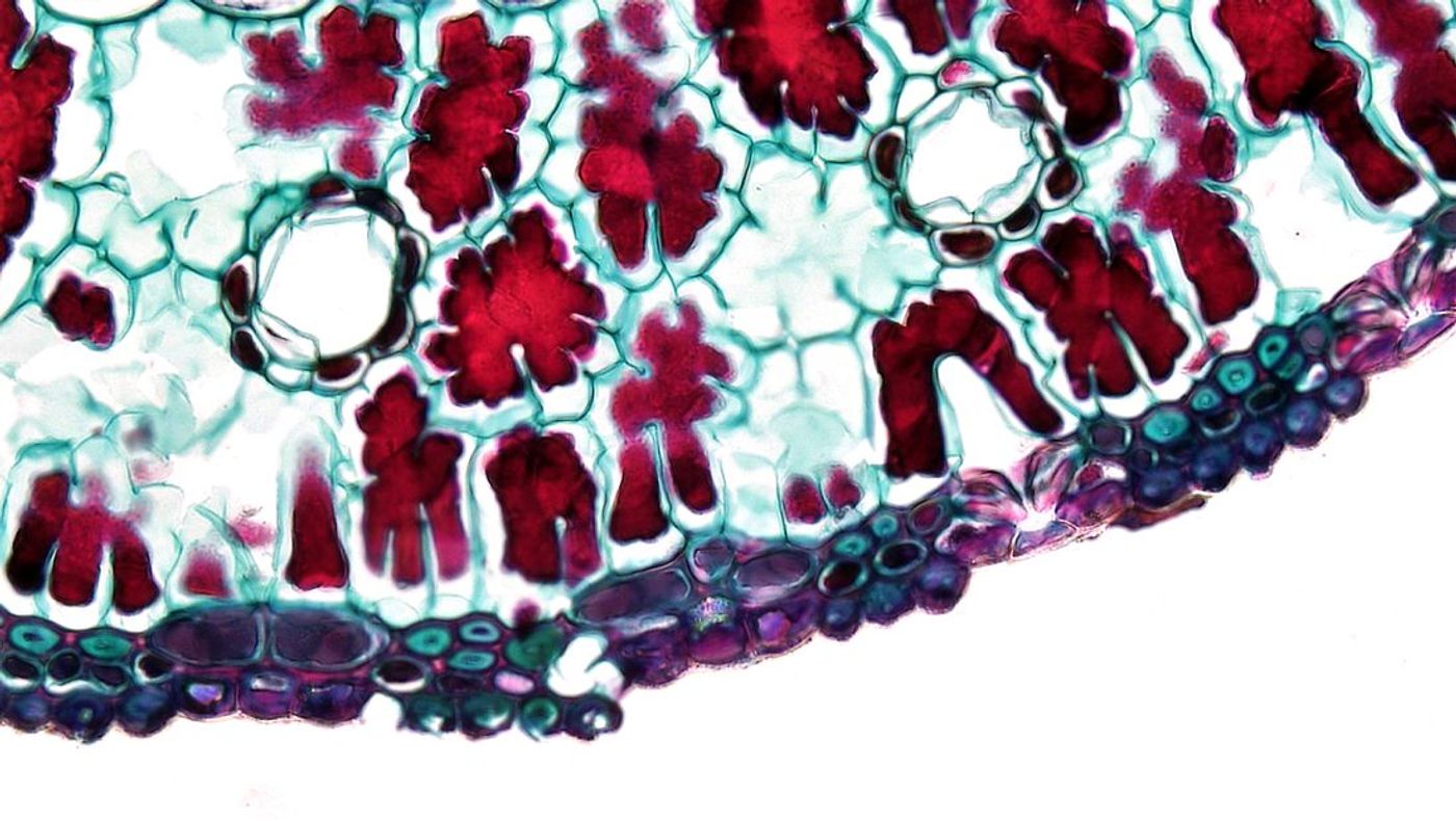 AI method automates myelin sheath organization analysis | In The Lab