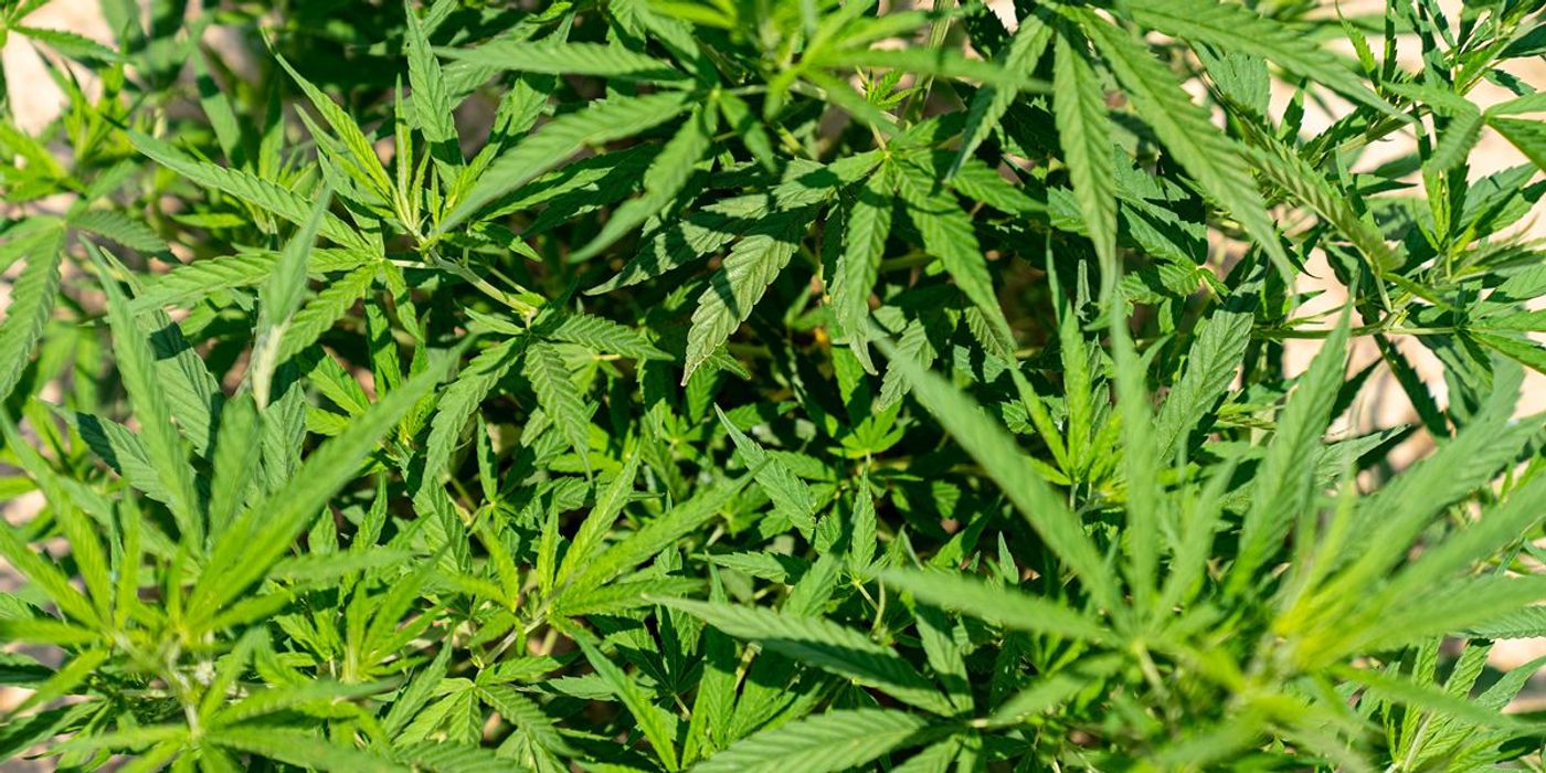 Cannabis Use Linked to Increased Risk of Violence | Neuroscience And ...
