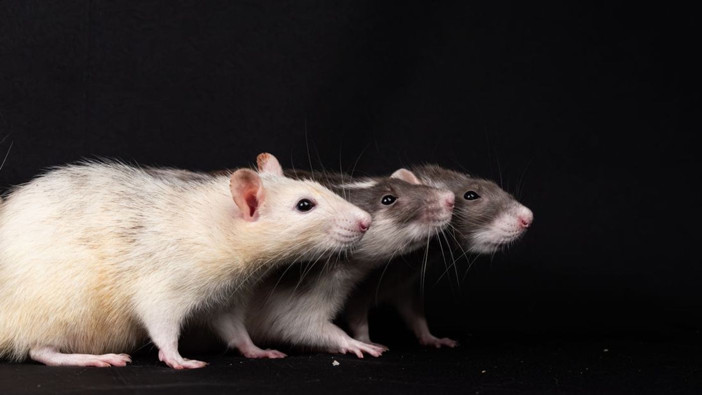 Sex Differences Drive Changes in Skin Cell Renewal | Integumentary System