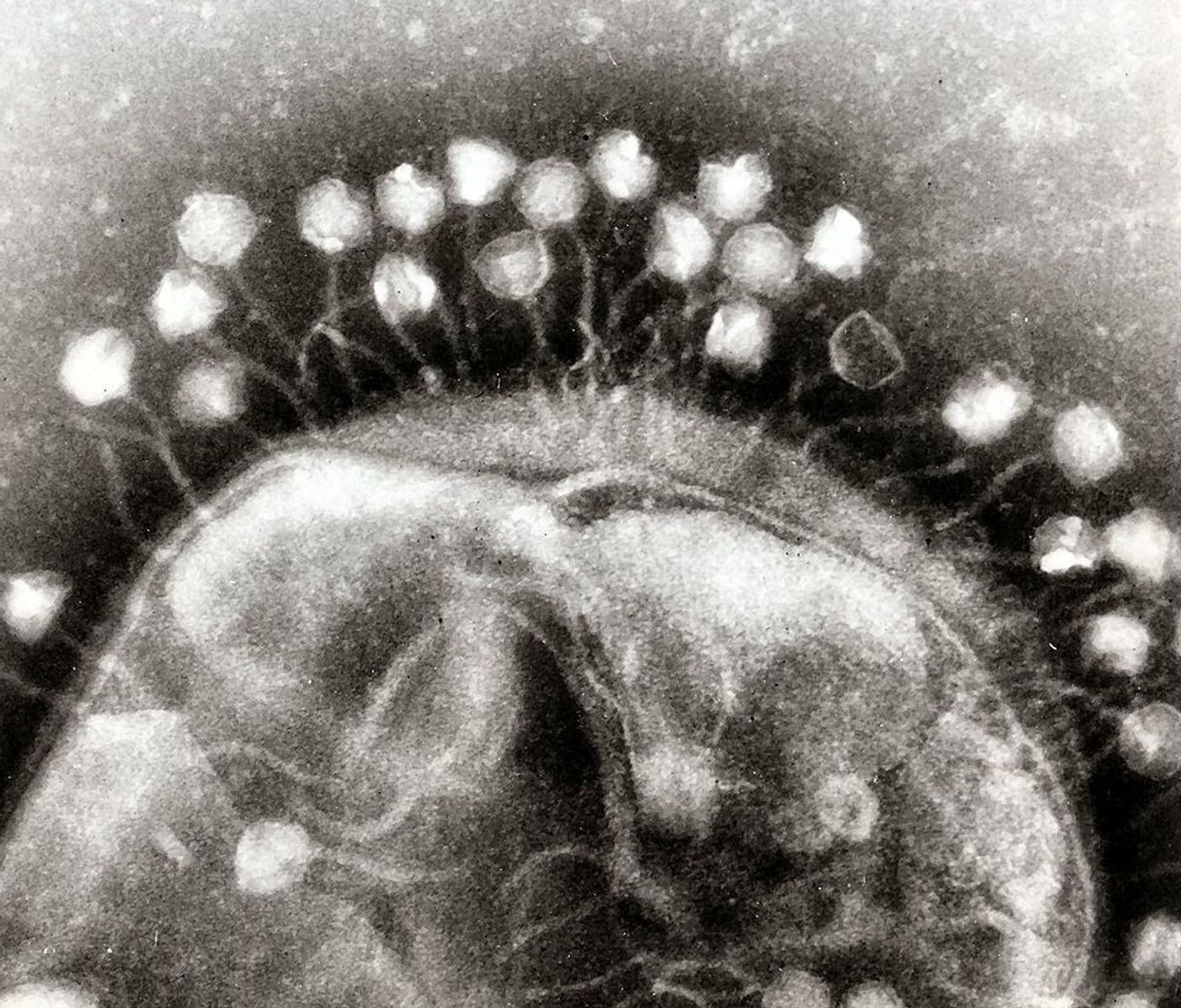  Electron micrograph of bacteriophages attached to a bacterial cell, the viruses are the size and shape of coliphage T1. / Credit: Dr Graham Beards 
