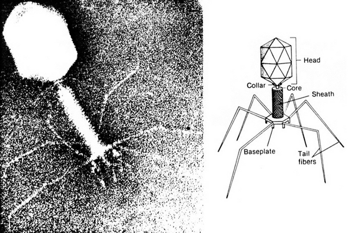 Bacteriophages are viruses that infect bacteria and are being tested as an alternative therapy to treat bacterial infections such as pneumonia. 