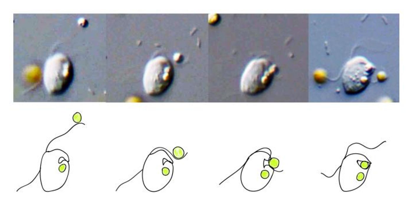 These microscope images (top) and line drawings (bottom) show a Roombia cell feeding on an alga called Mantionella. / CREDIT © AMNH/J. Burns