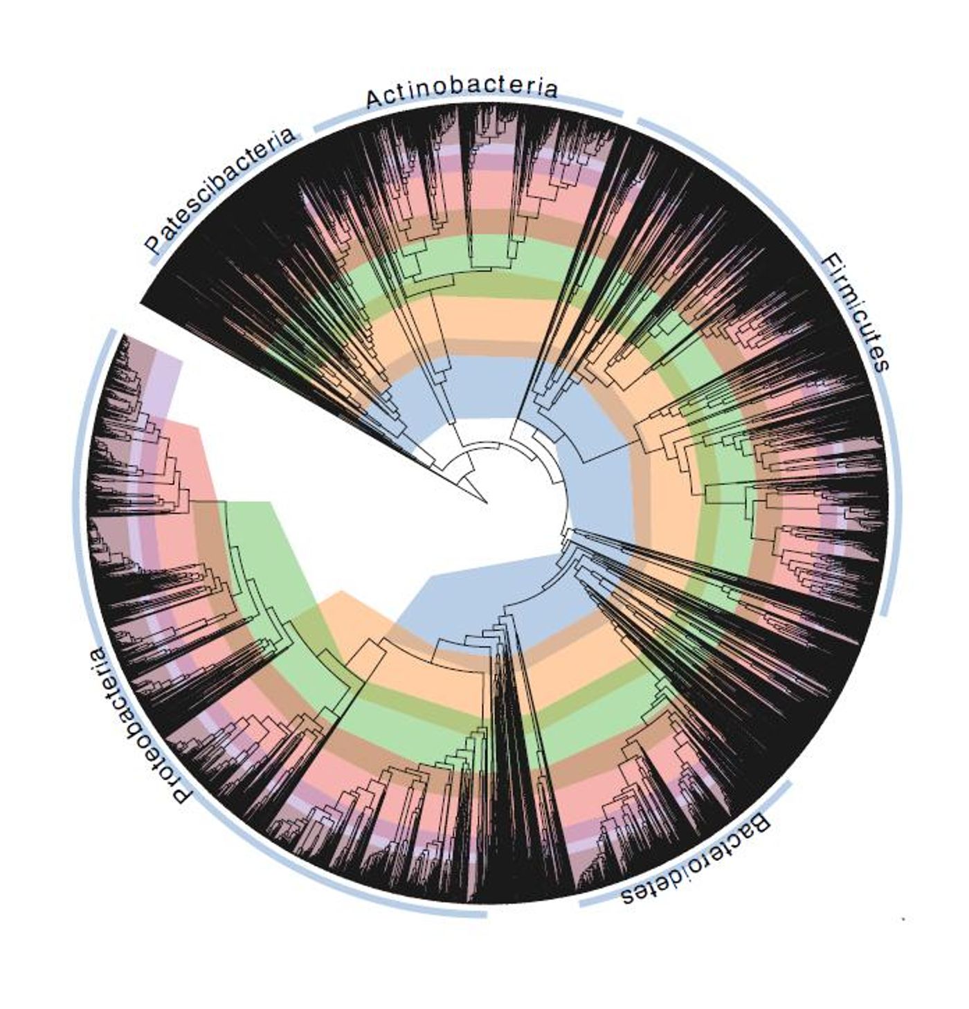 CAPTION The 'tree of life' for the bacterial world, bacteria's taxonomy in a phylogenetic tree. / Credit: The University of Queensland