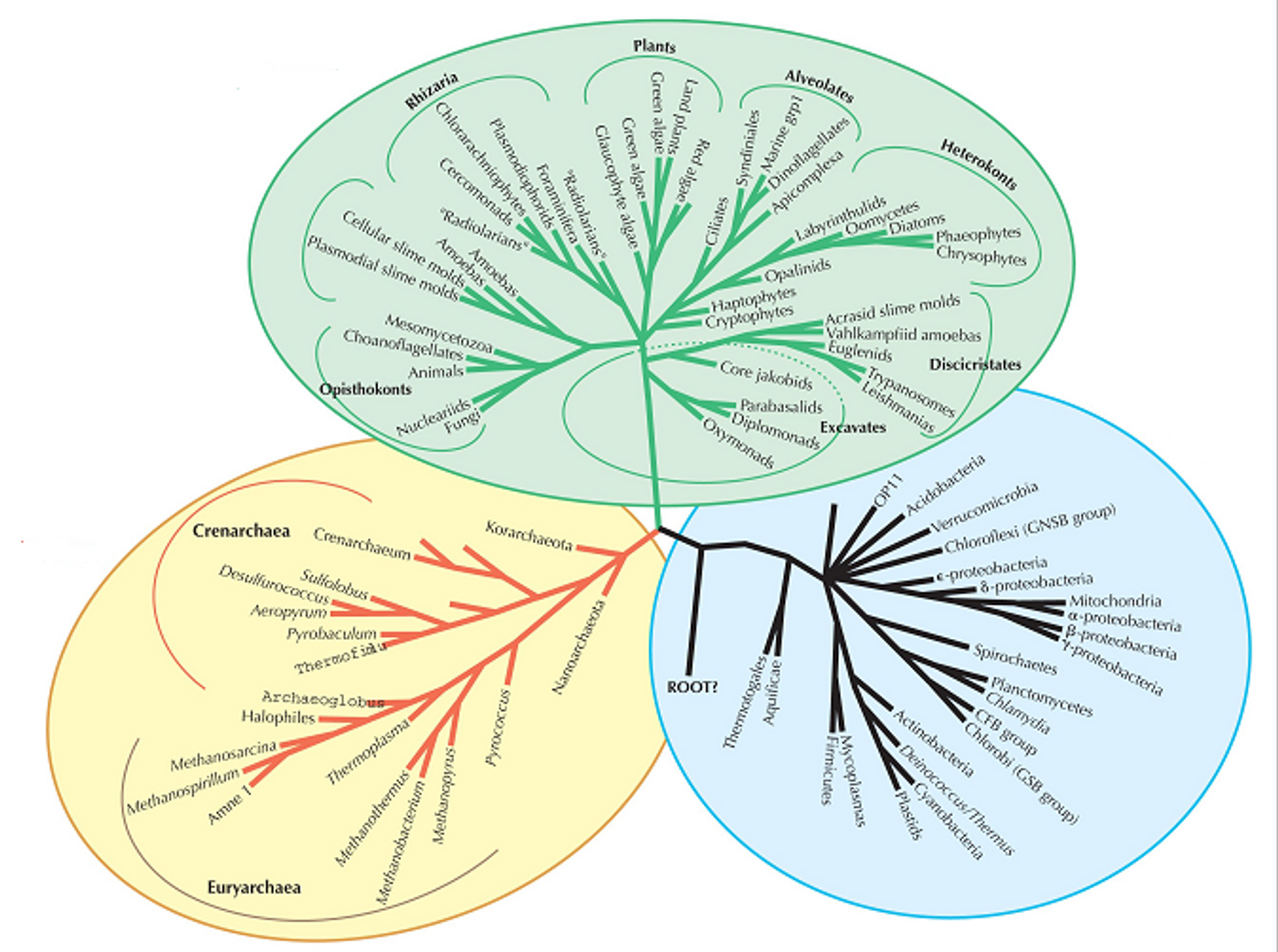 Scientists use multi-locus sequence typing (MLST) to study the evolution of L. monocytogenes and their ability to persist in non-host environments such as food processing plants.