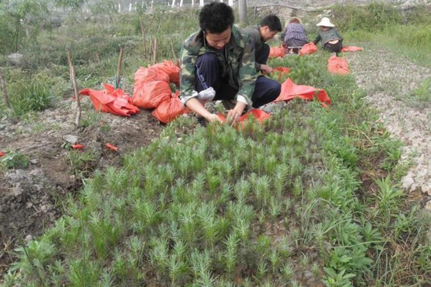 Reforestation efforts incentivize monoculture plantations. Photo: OISCA International