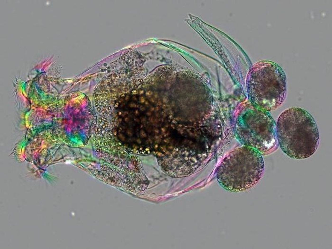 A female Brachionus manjavacas rotifer, as magnified under a microscope. This rotifer is 350 µm long; about the size of a grain of sand.  / Credit: Michael Shribak and Kristin Gribble
