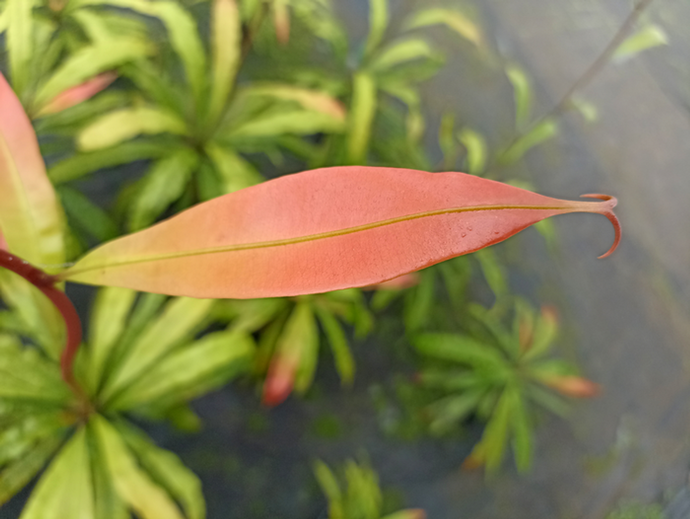 When Triphyophyllum peltatum enters the liana stage, the plant forms leaves with two hooks at the tip as a climbing support. Credit  Traud Winkelmann / University of Hannover