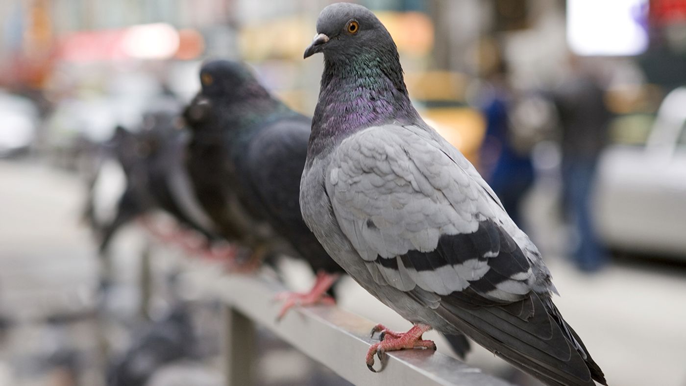 Pigeons are smarter than we give them credit for.