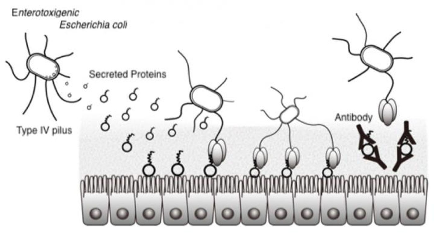 Fig.1. The mechanism of initial attachment of ETEC to human intestinal epithelium and its inhibition by antibodies. / Credit: Osaka University