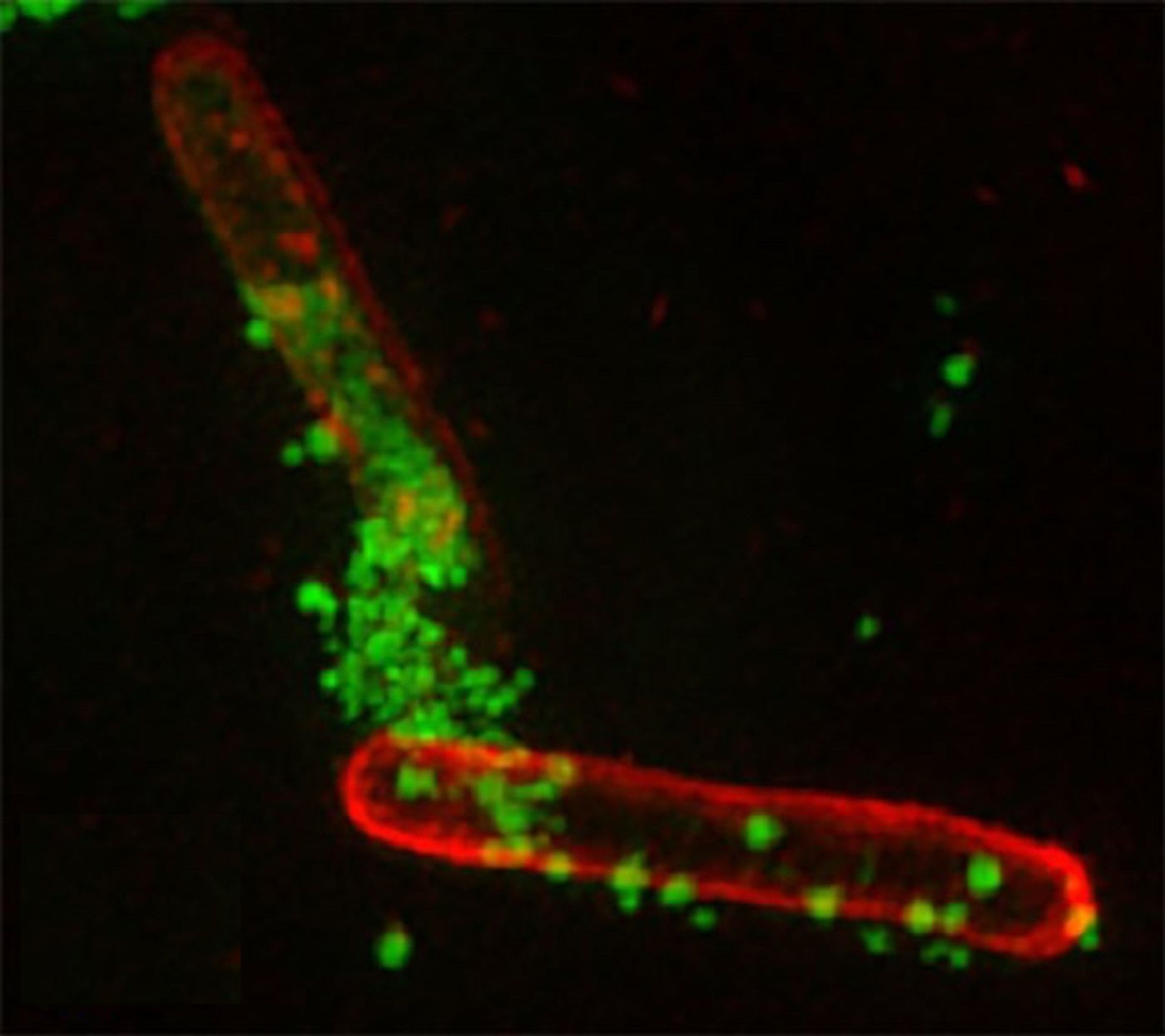 The star-shaped polymer (green) surrounds and rips apart bacterial cells./Credit: University of Melbourne.