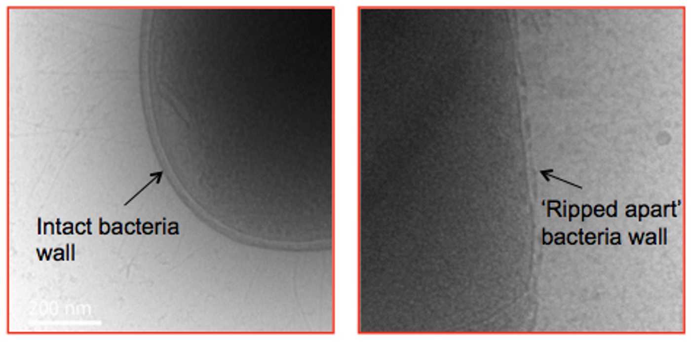 A bacterial cell before (left) and after (right) treatment with the star-shaped polymer