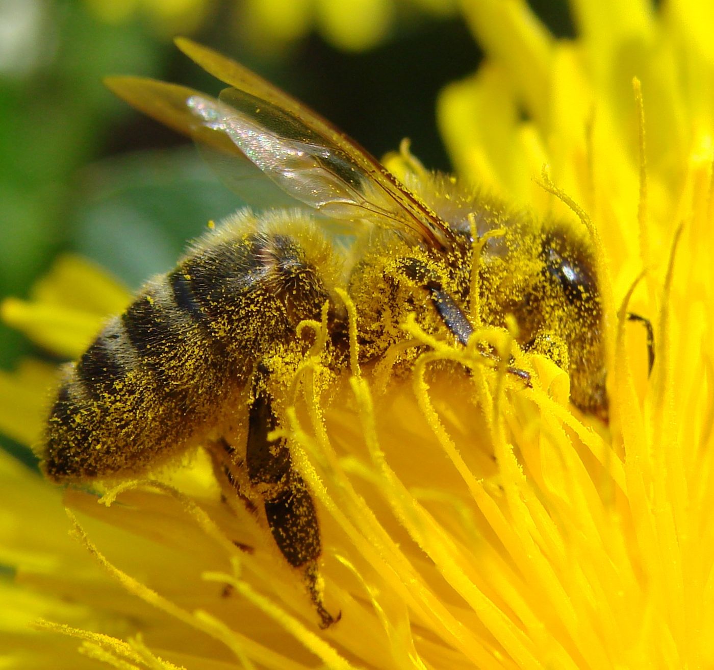 Bee pollination is declining.