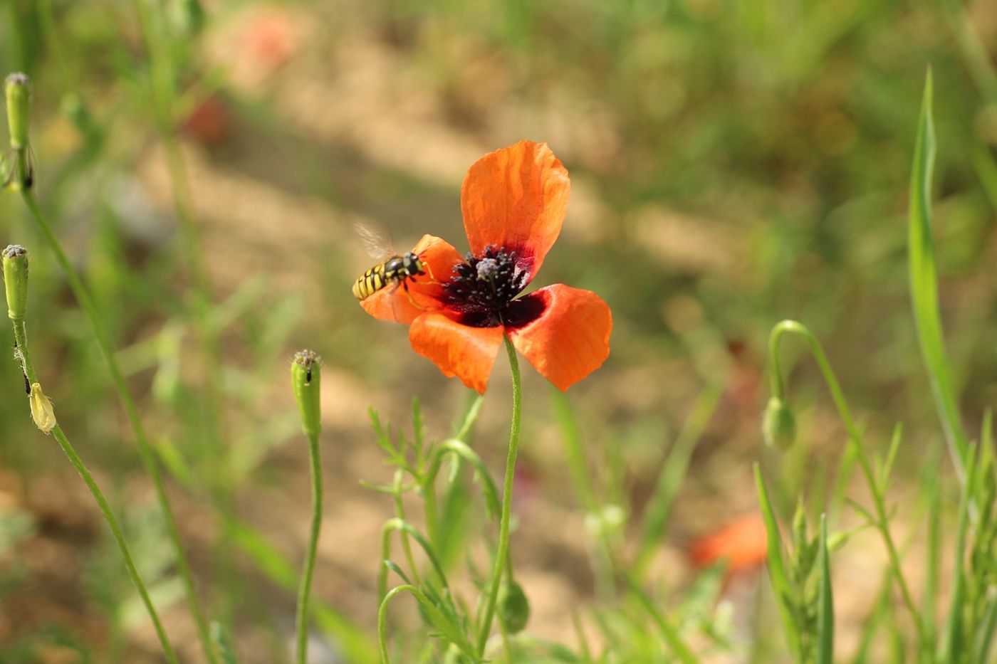 Meadow flowers found near Britain's roadsides are becoming over-crowded by bully plants.