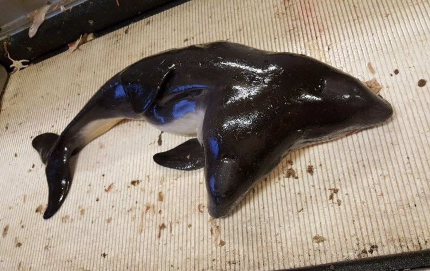 The two-headed porpoise is the first of its kind ever found.