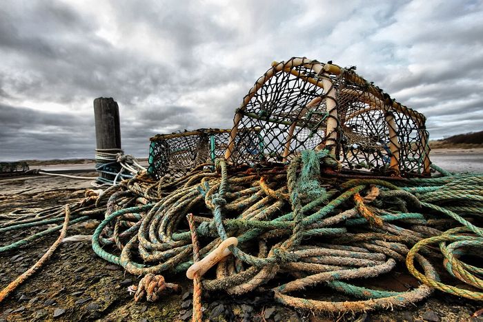 The lobster fishery in the Gulf of Maine is a billion dollar industry. Photo: Pixabay