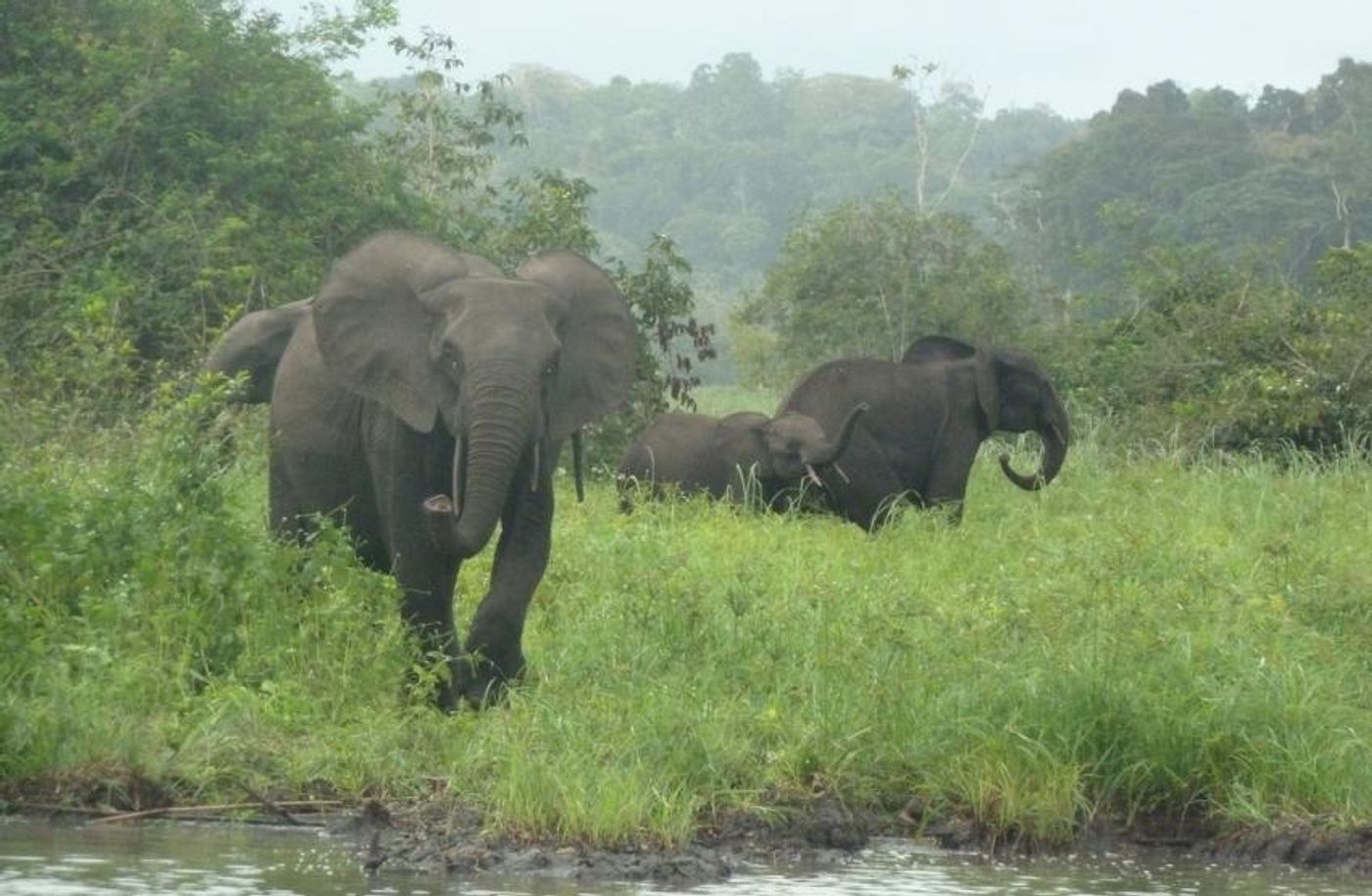 Elephant poaching does more to the surrounding ecosystem than initially thought.
