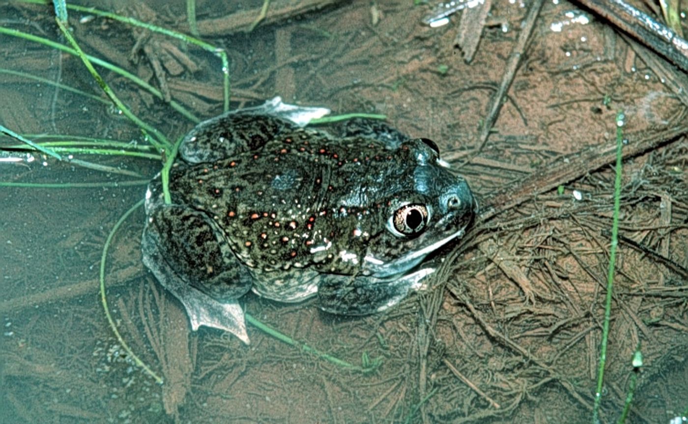 A plains spadefoot toad in its nstural habitat.