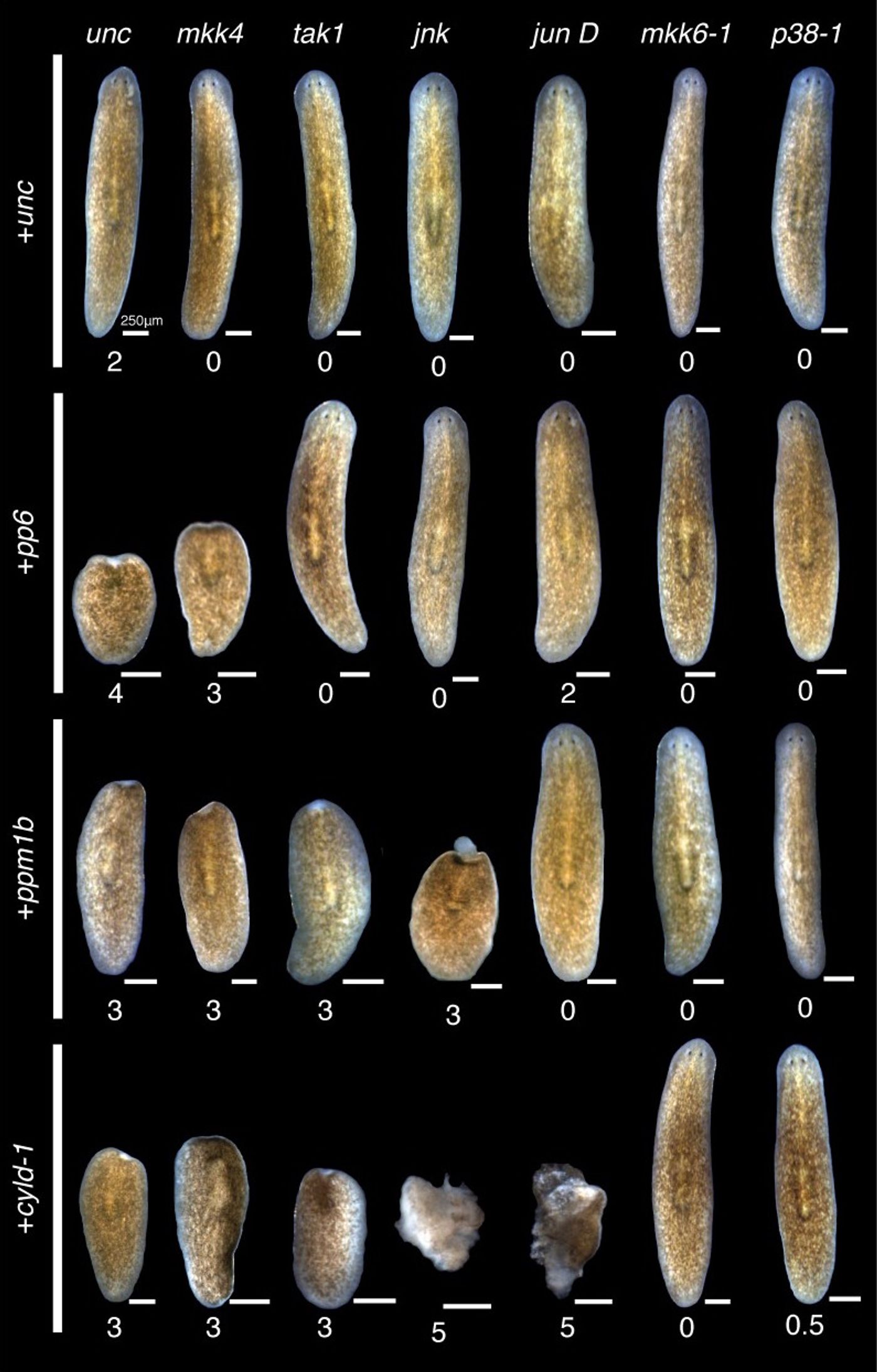 Representative images and median pathological stage of worms following [gene knockdown] with each combination of 6 activators and 3 inhibitors 12 days post Pseudomonas infection / Credit: eLife, Arnold et al