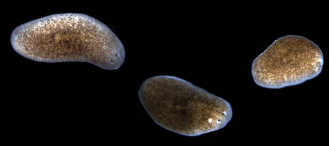 This image shows the progression of lesions and tissue resorption in planarians when exposed to pathogenic bacteria. The normal animal is to the left, while the middle animal displays a characteristic head lesion, and the animal on the right has already lost its head to bacterial infection. / Credit: Chris Arnold, Ph.D.