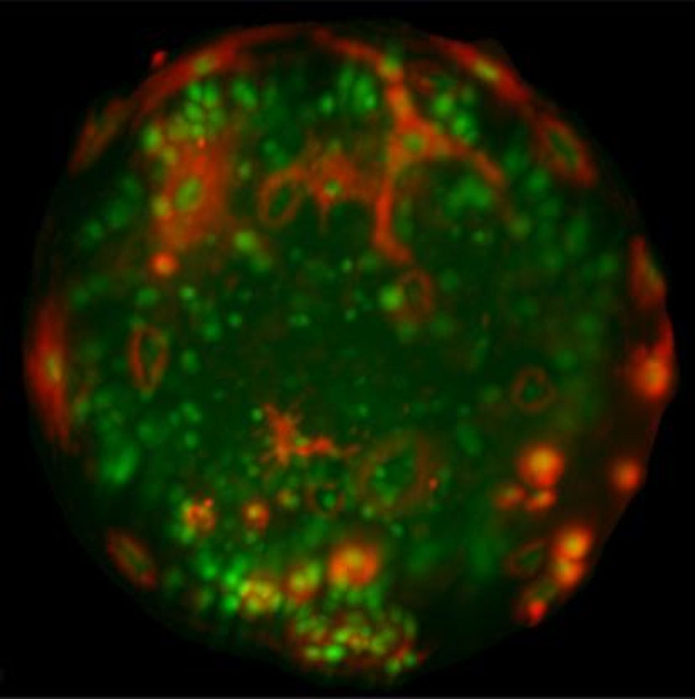 Three-dimensional reconstruction of a Stage 3 S. mediterranea embryo, stained with a pan-embryonic cell marker (red) and a nuclear dye (green). / Credit: Image courtesy of Erin Davies, Ph.D., Amanda Kroesen, and Sean McKinney, Ph.D.