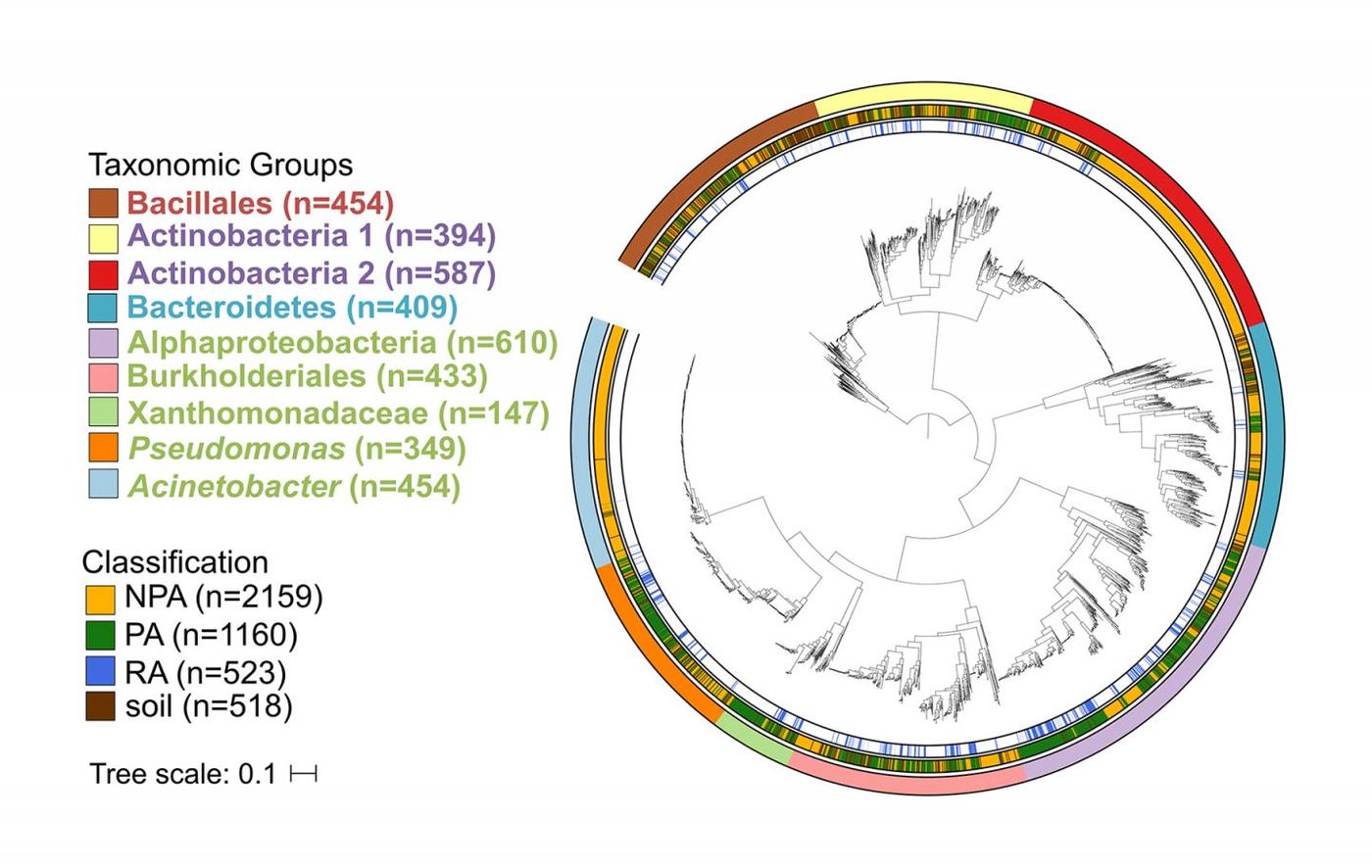 This image depicts a phylogenetic tree of over 3,800 high quality and non-redundant bacterial genomes. Outer ring denotes the taxonomic group, central ring denotes the isolation source, and inner ring denotes the root-associated genomes within plant-associated genomes. Taxon names are color-coded based on phylum: green - Proteobacteria, red - Firmicutes, blue -Bacteroidetes, purple - Actinobacteria. / Credit: Asaf Levy, JGI