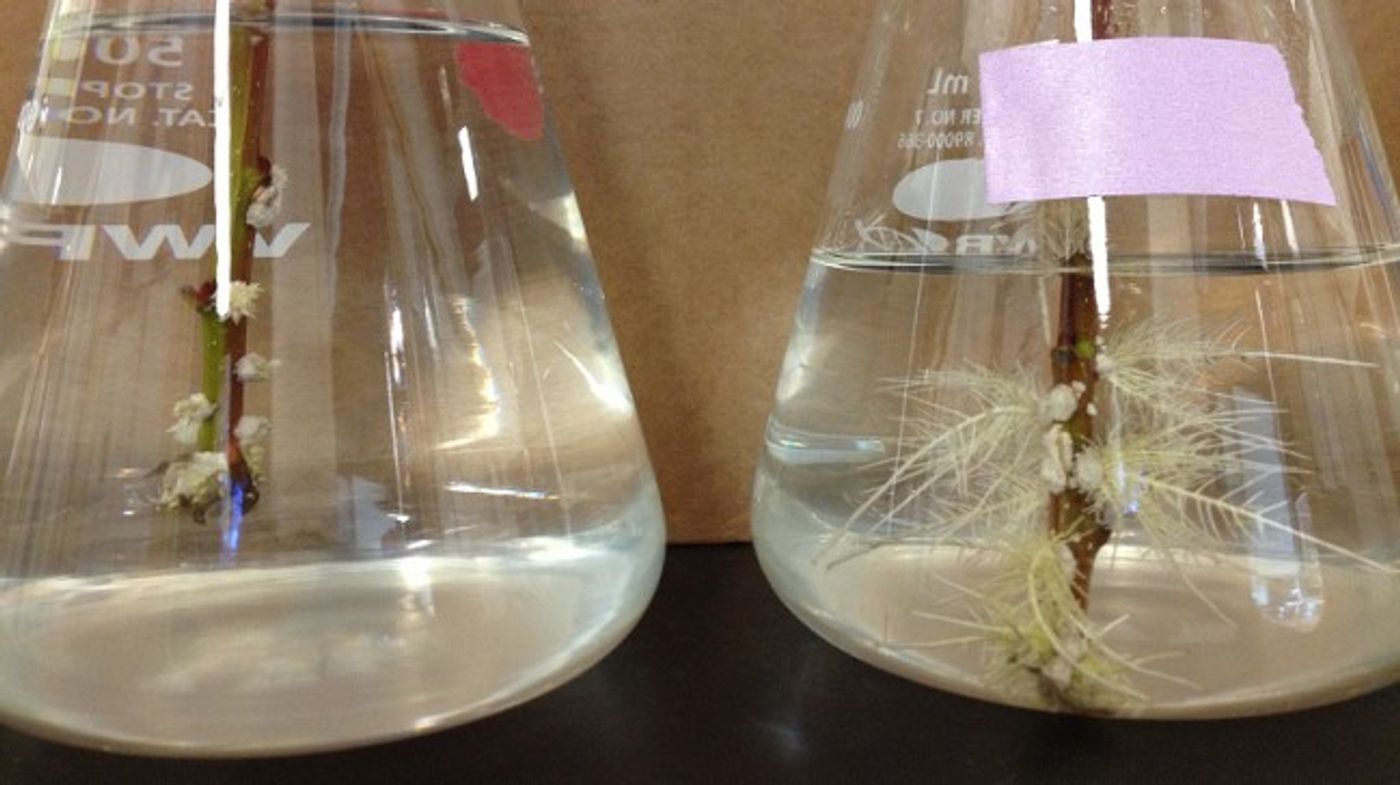 Root biomass doubled in poplar plants that were given microbes (right). / Credit: University of Washington