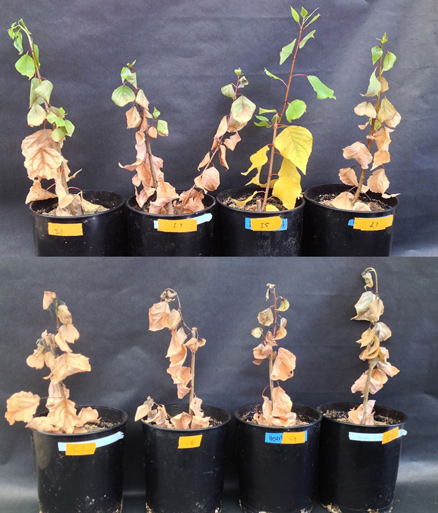 Poplars given microbes (top) survived better in drought conditions, compared with plants with no added microbes (bottom). / Credit: University of Washington