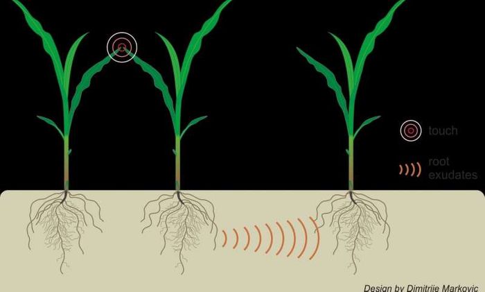 Even the smallest touch above ground may trigger underground chemical communication between plants.