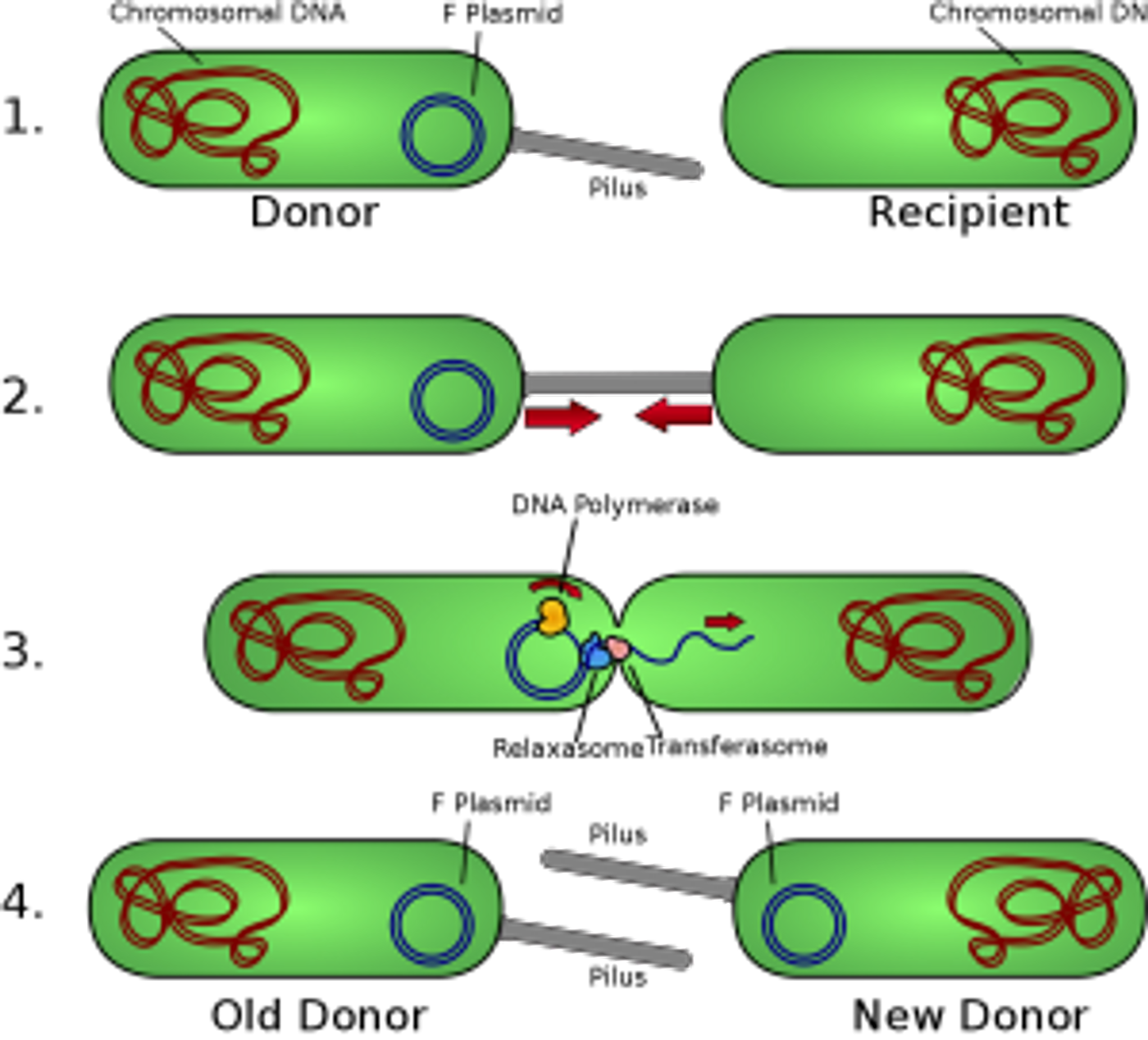 The mechanism of plasmid-mediated resistance
