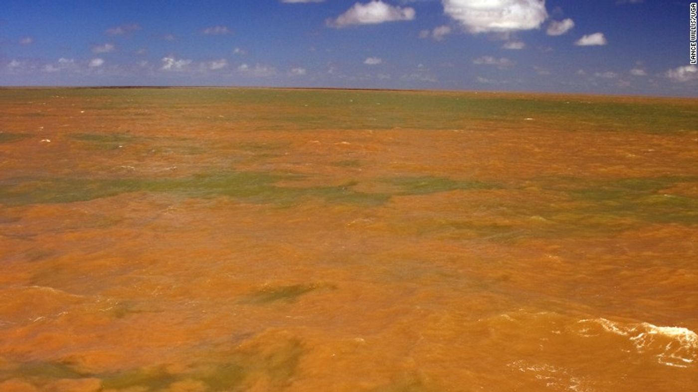 The Amazon River meets the Atlantic Ocean, creating a plume where freshwater and salt water mix.