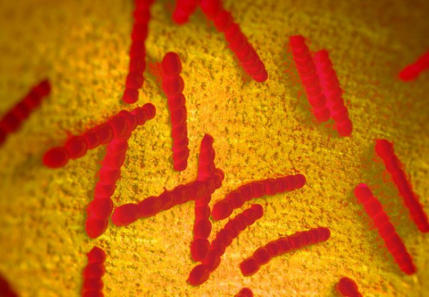 Pneumococcal bacteria colonies / Credit: Imperial College London