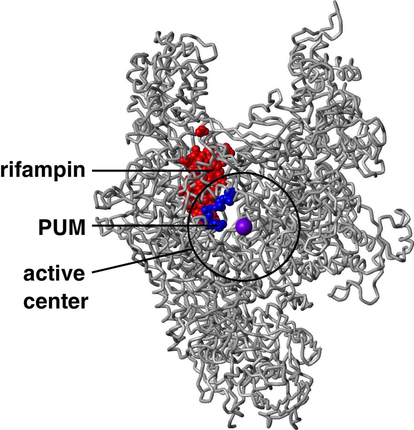 Structure of bacterial RNA polymerase, showing the binding sites for the new antibiotic pseudouridimycin (PUM) and the current antibacterial drug rifampin (Rif). PUM has a lower resistance rate and a smaller resistance target than Rif -- just 2 to 4 positions where alterations that result in PUM-resistance (blue) vs. 27 positions where alterations result in Rif-resistance (red) -- due to functional constraints on alteration of the binding site for PUM in the RNA polymerase active center. / Credit: David Degen and Richard H. Ebright (Rutgers University)