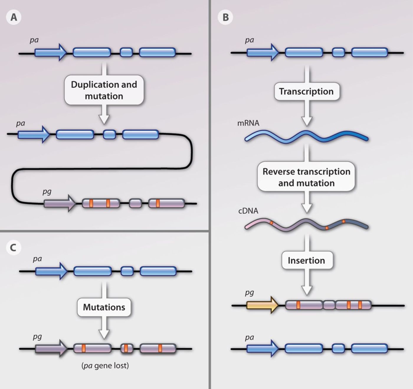 A schematic of the different ways pseudogenes can be introduced into the genome.