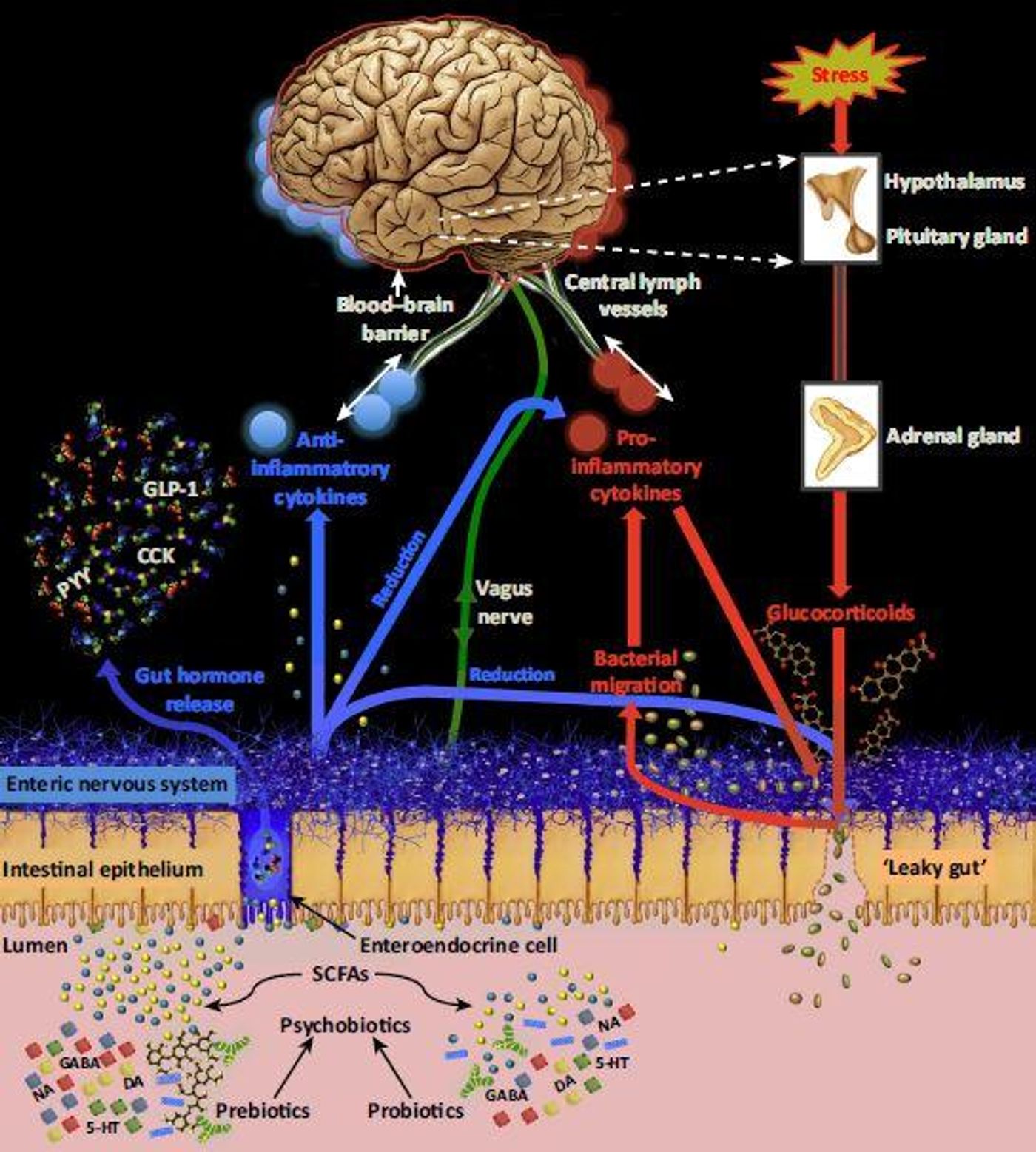 This is a systems level overview of psychobiotic action. / Credit: Sarkar et al./Trends in Neurosciences 2016