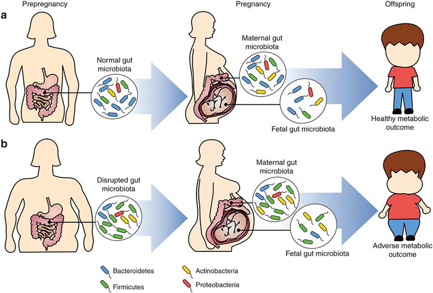 Scientists believe that there are many outcomes affected by microbiome composition. Source: Nature