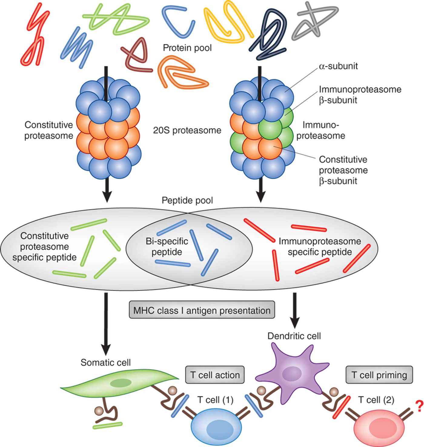 Immunoproteasome Function of the Adaptive Immune System